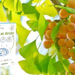 Ginkgo Biloba và não bộ